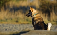 Picture of Swedish Vallhund, back view