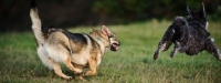 Picture of Swedish Vallhund chasing another dog
