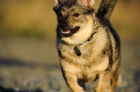 Picture of Swedish Vallhund close up, running