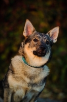 Picture of Swedish Vallhund head study