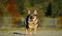 Picture of Swedish Vallhund in autumn