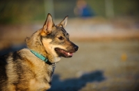 Picture of Swedish Vallhund in profile