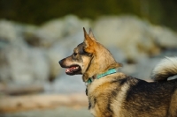 Picture of Swedish Vallhund in profile