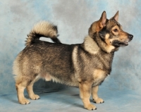 Picture of Swedish Vallhund in studio, side view
