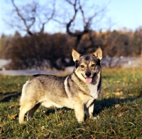 Picture of swedish vallhund in sweden in evening light