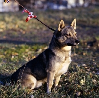 Picture of swedish vallhund in sweden looking eager