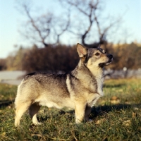 Picture of swedish vallhund in sweden, side view