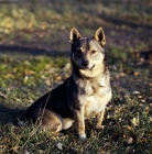 Picture of swedish vallhund in sweden sitting among leaves