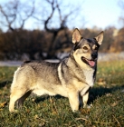 Picture of swedish vallhund in sweden standing in grass