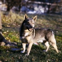 Picture of swedish vallhund in sweden