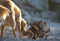 Picture of Swedish Vallhund letting another dog smell his scent