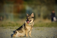 Picture of Swedish Vallhund looking away