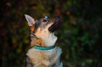 Picture of Swedish Vallhund looking up
