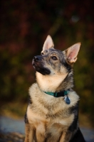 Picture of Swedish Vallhund looking up