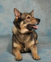 Picture of Swedish Vallhund lying down in studio