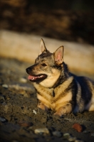 Picture of Swedish Vallhund lying down on sand