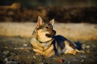 Picture of Swedish Vallhund lying down on sand