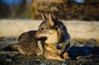 Picture of Swedish Vallhund lying down