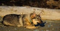 Picture of Swedish Vallhund lying low