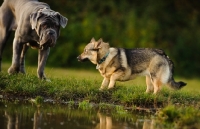 Picture of Swedish Vallhund meeting bigger dog