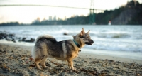 Picture of Swedish Vallhund near beach