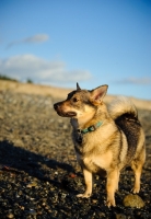 Picture of Swedish Vallhund near beach