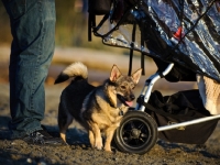 Picture of Swedish Vallhund near pram