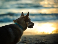 Picture of Swedish Vallhund near sea at sunset