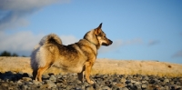 Picture of Swedish Vallhund on beach, side view