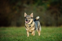 Picture of Swedish Vallhund on grass