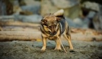 Picture of Swedish Vallhund picking up stick