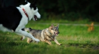 Picture of Swedish Vallhund playing with another dog