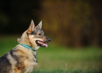 Picture of Swedish Vallhund profile