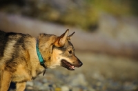 Picture of Swedish Vallhund profile