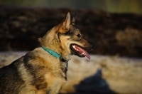 Picture of Swedish Vallhund profile