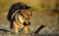 Picture of Swedish Vallhund retrieving stick