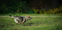 Picture of Swedish Vallhund running fast