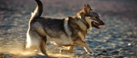 Picture of Swedish Vallhund running in sand