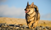 Picture of Swedish Vallhund running on beach