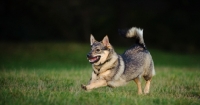 Picture of Swedish Vallhund running on grass