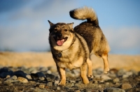 Picture of Swedish Vallhund running on pebbles