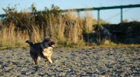 Picture of Swedish Vallhund running on sand