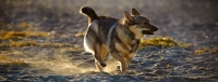 Picture of Swedish Vallhund running on sand