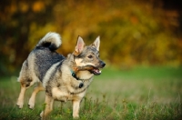 Picture of Swedish Vallhund running with stick