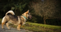 Picture of Swedish Vallhund side view