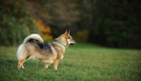 Picture of Swedish Vallhund, side view