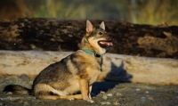 Picture of Swedish Vallhund sitting down near log