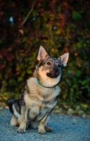 Picture of Swedish Vallhund sitting down