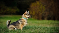 Picture of Swedish Vallhund sitting on grass, side view