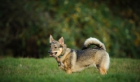 Picture of Swedish Vallhund standing in field